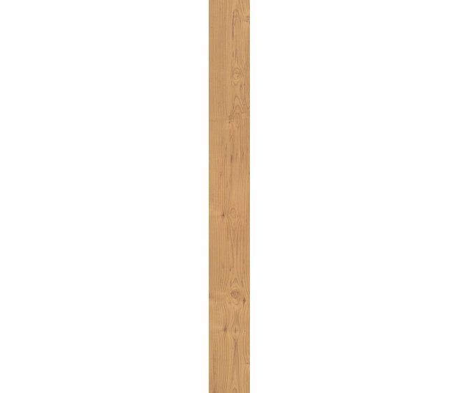 Norwegian Maple